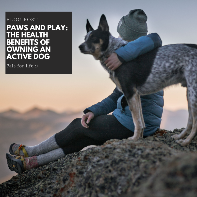 Paws and Play: The Health Benefits of Owning an Active Dog