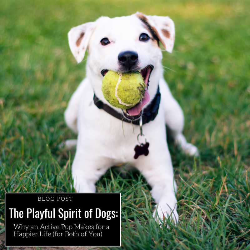 The Playful Spirit of Dogs: Why an Active Pup Makes for a Happier Life (for Both of You)