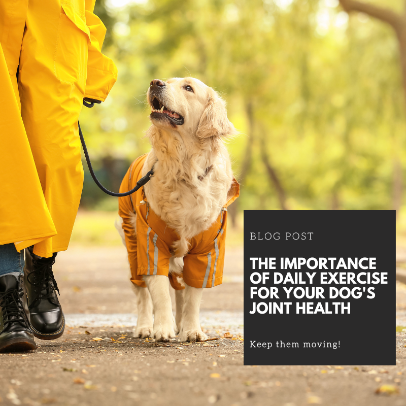 The Importance of Daily Exercise for Your Dog's Joint Health