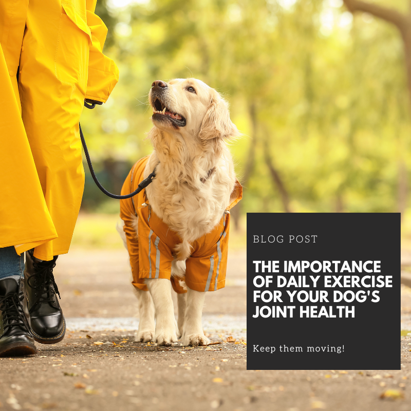 The Importance Of Daily Exercise For Your Dog s Joint Health the-importance-of-daily-exercise-for-your-dog-s-joint-health