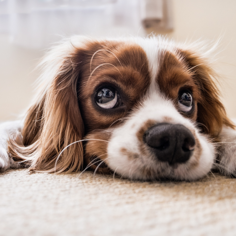 Dog Arthritis:  Symptoms, Types, and Treatments
